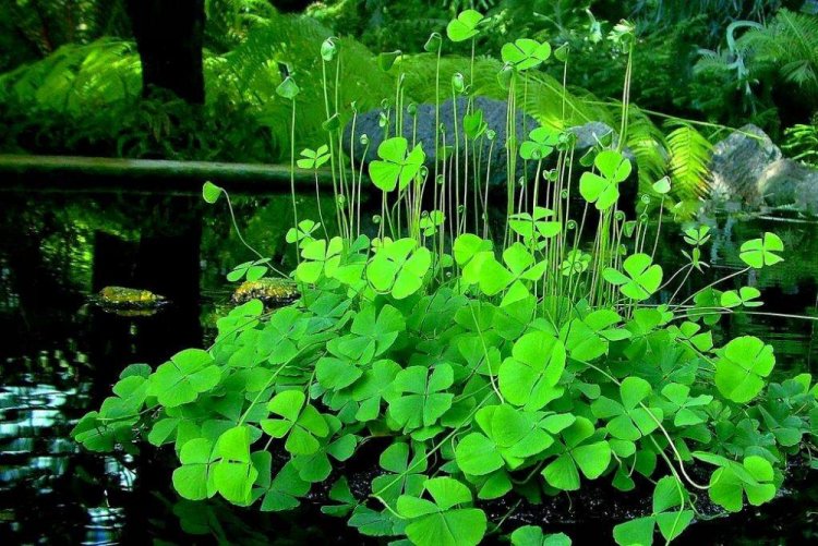 Марсилия щетинистая