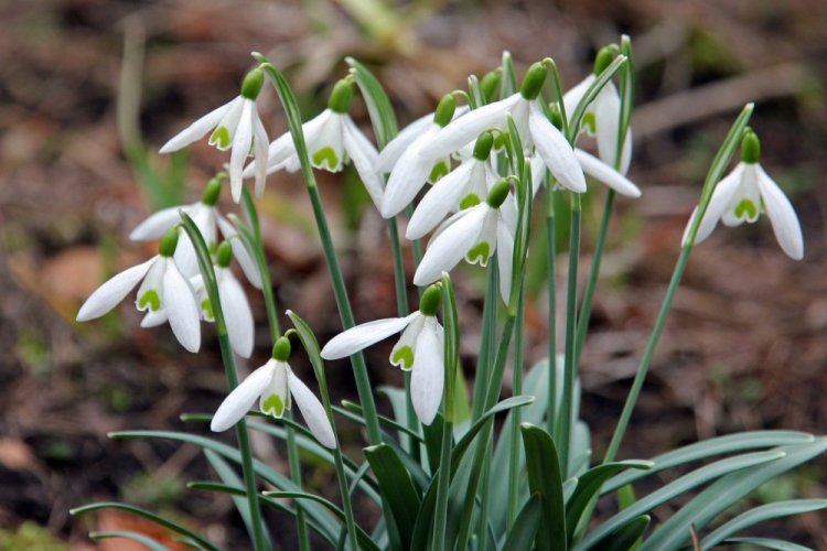 Подснежник широколистный