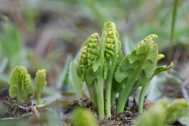 Гроздовник простой