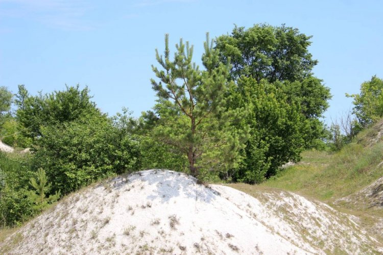 Сосна меловая