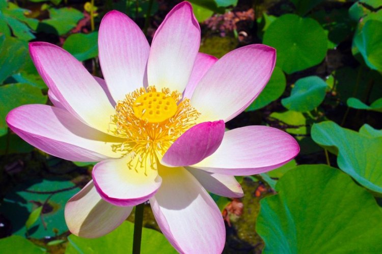 Лотос орехоносный