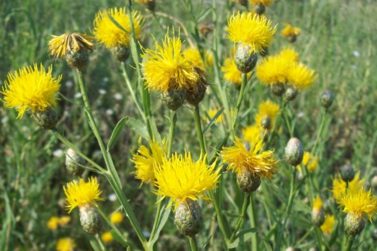 Василек Дубянского