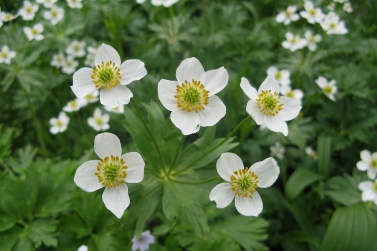 Ветреница пермская