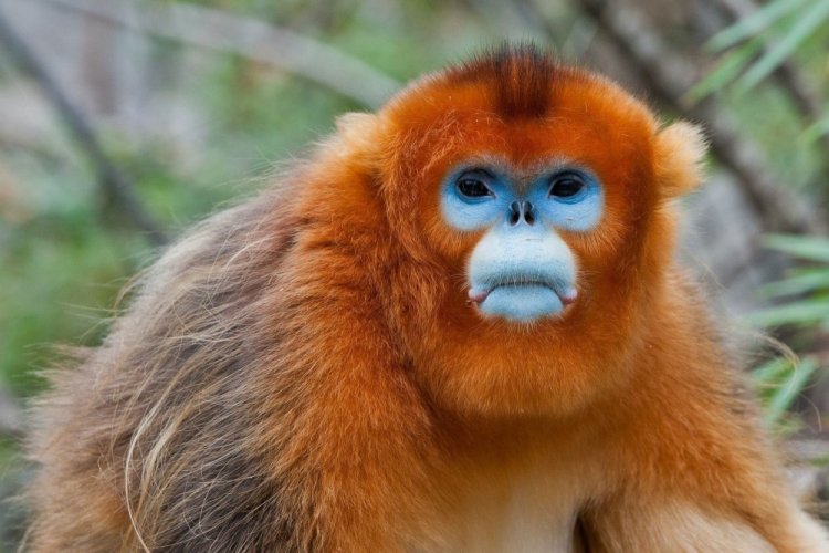 Ринопитеки