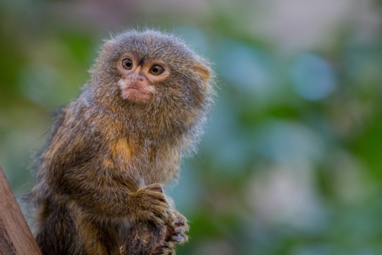 Мармозетка