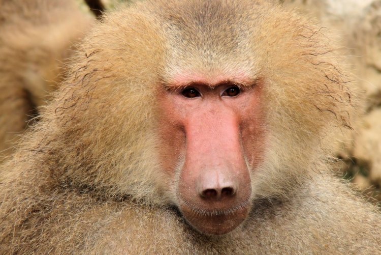 Бабуин