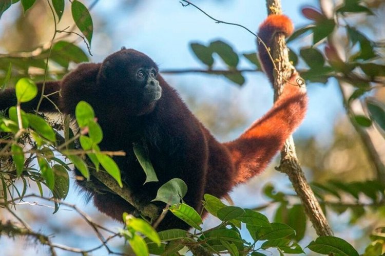 Желтохвостая обезьяна