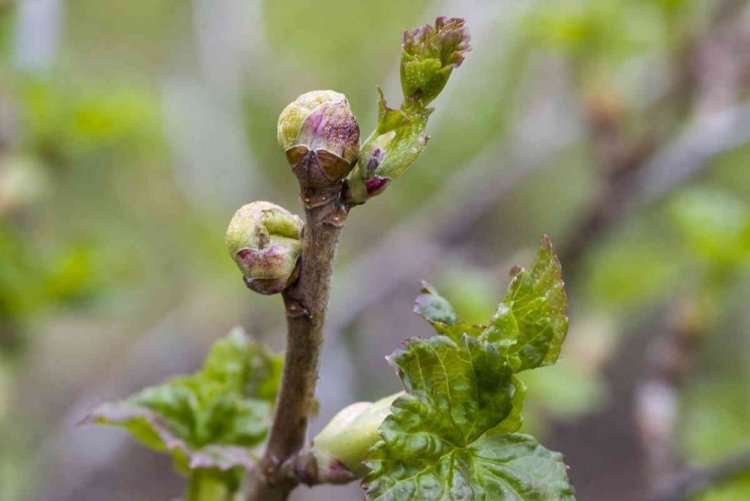 Почковые клещи