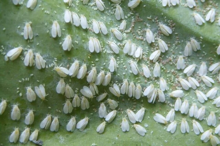 Белокрылки