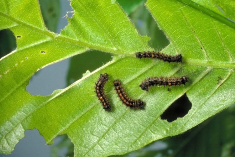 Гусеницы-шелкопряды
