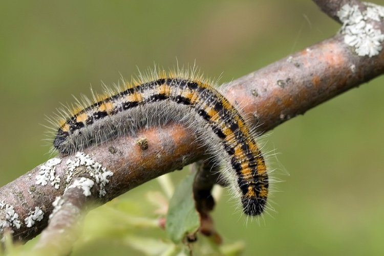 Боярышница