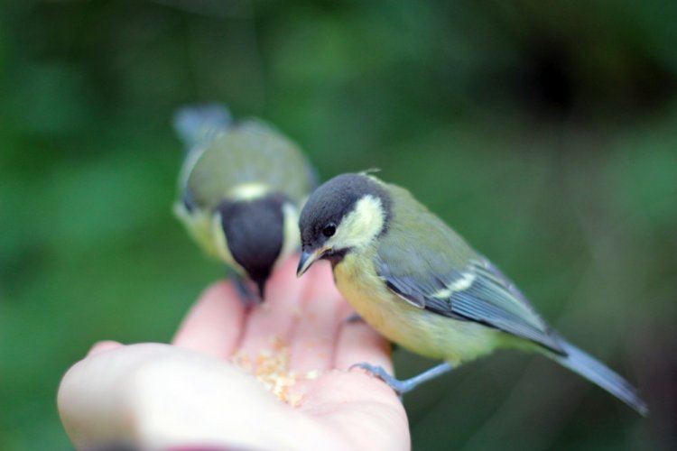 Готовые смеси