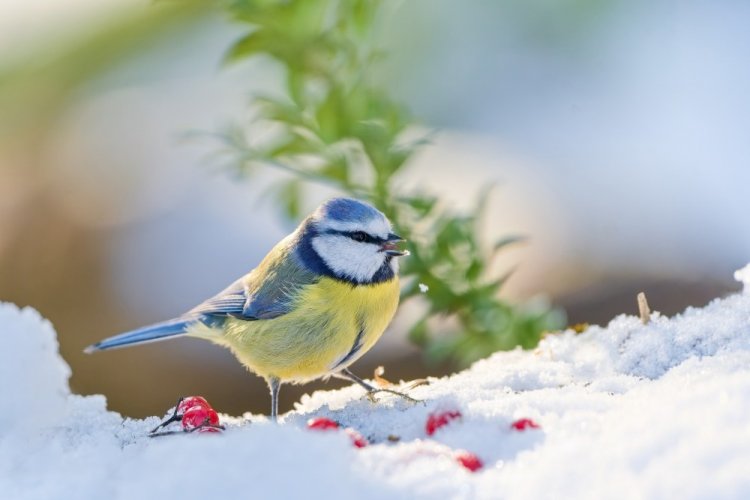 Фрукты и ягоды