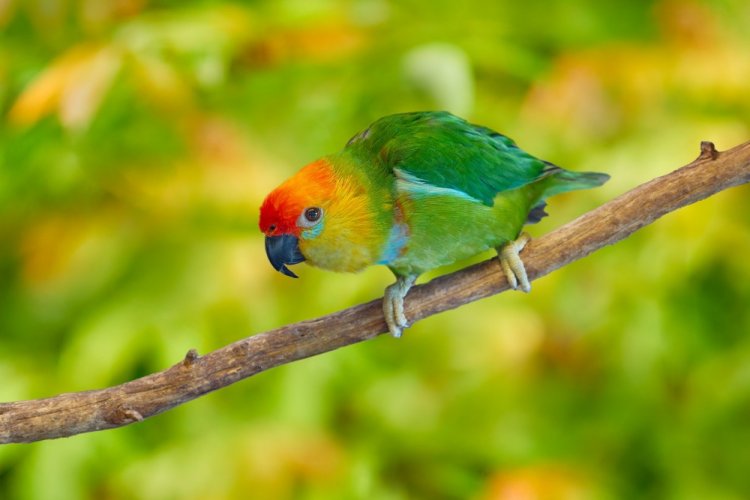 Карликовый попугай