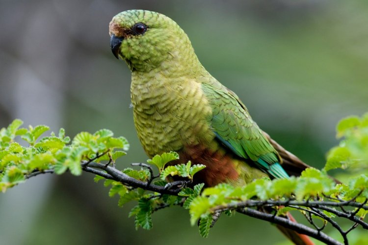Изумрудный попугай