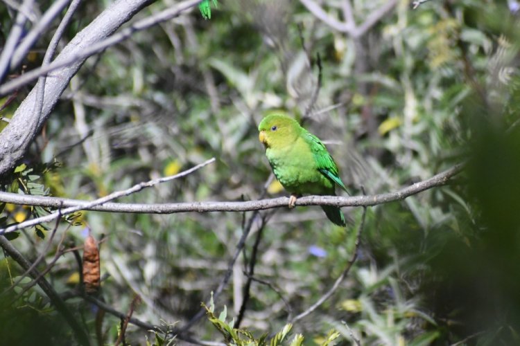 Андский высокогорный попугай