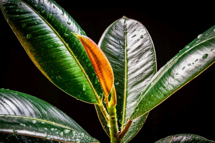 Фикус Абиджан