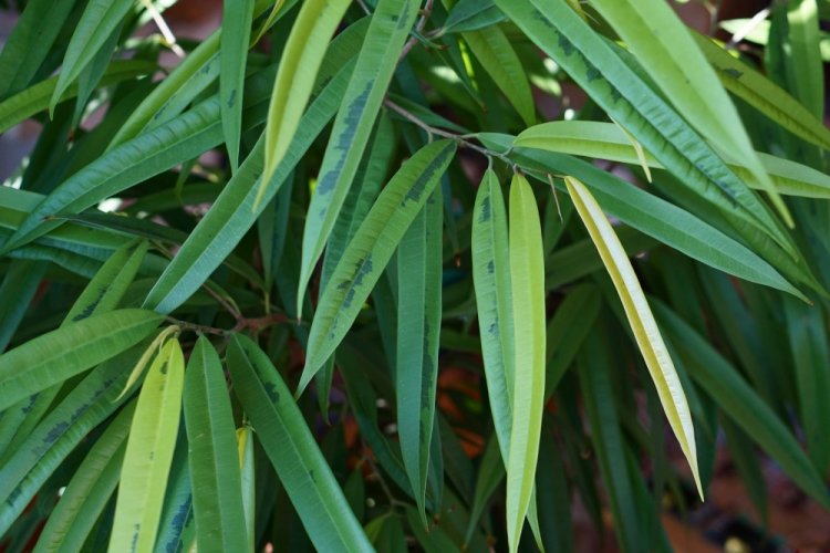 Фикус Бенедикта