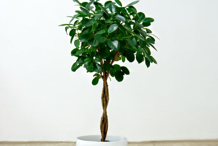 Фикус Мокламе