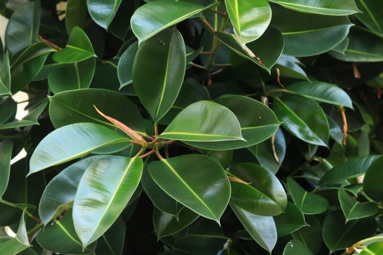 Каучуконосный или эластичный фикус