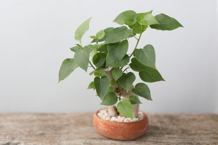 Священный фикус