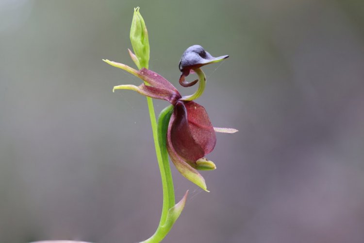 Калеана большая