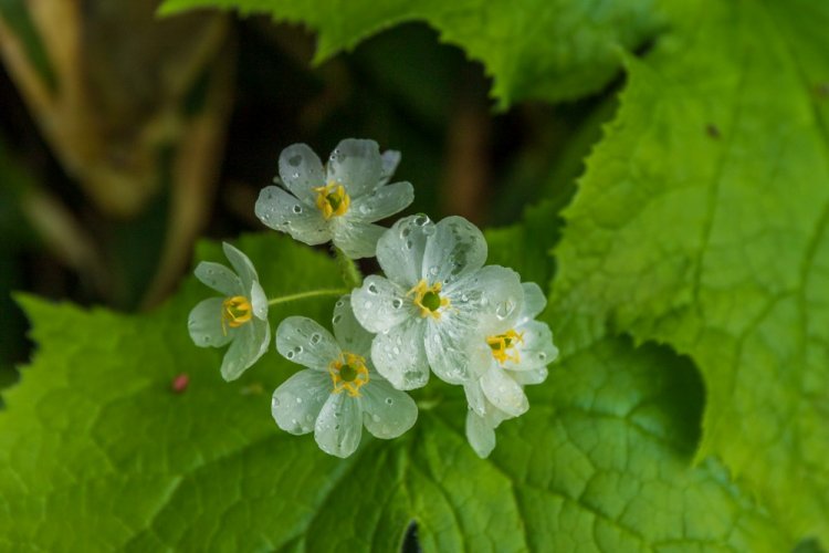 Двулистник Грея