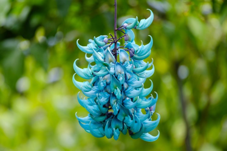 Стронгилодон крупнокистевой