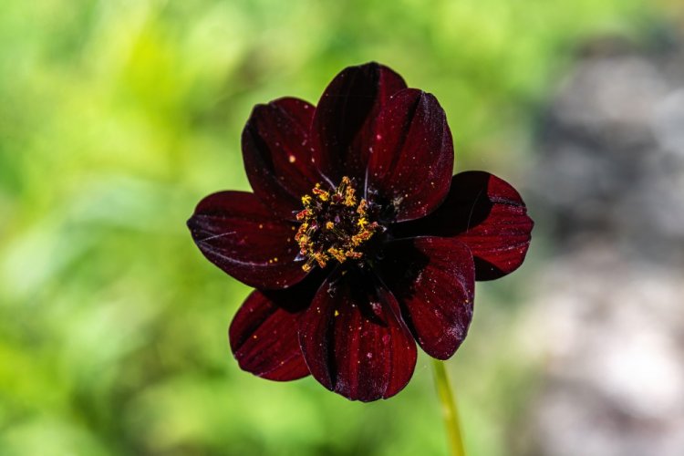 Черная космея