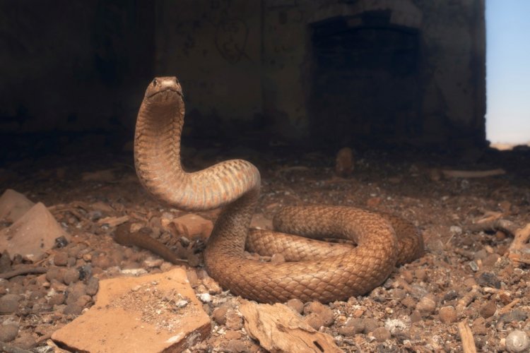 Коричневая змея или ложная кобра