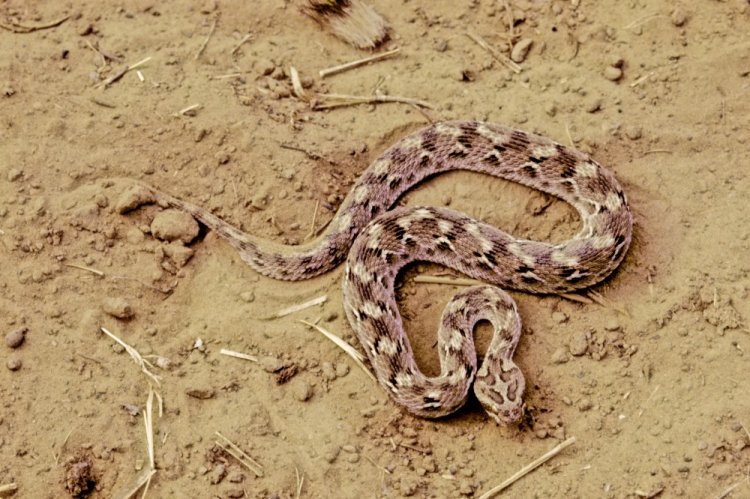 Песчаная эфа