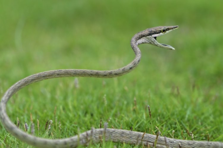 Винная змея