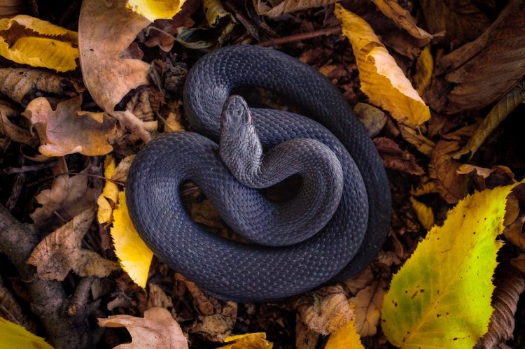 Ядовитые змеи в России: названия, фото и описания (каталог)