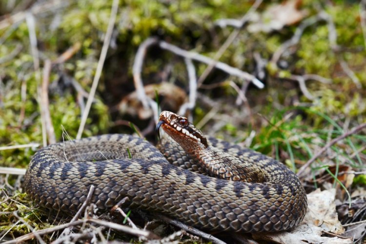 Гадюка обыкновенная