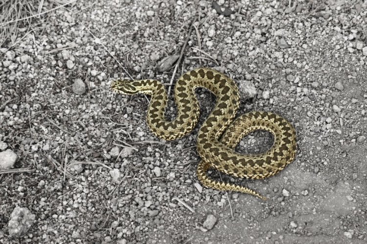 Восточная степная гадюка