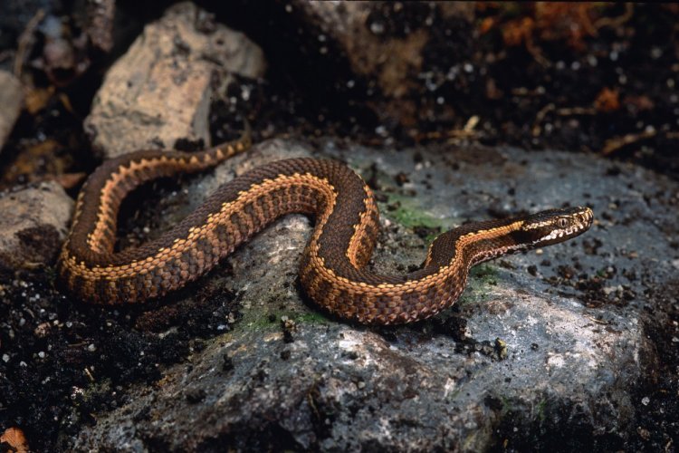 Кавказская гадюка