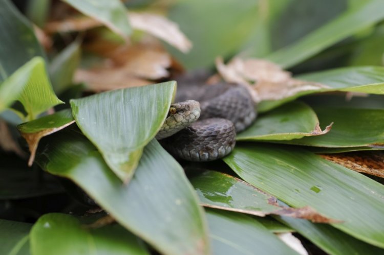 Уссурийский щитомордник