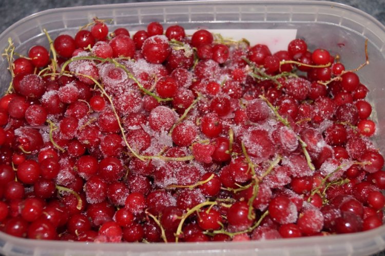 Замороженная смородина с веточками на зиму