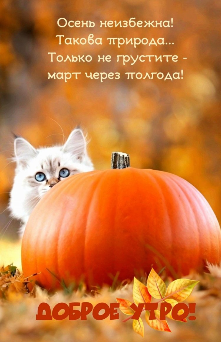 Прикольные осенние открытки и картинки «С добрым утром!»