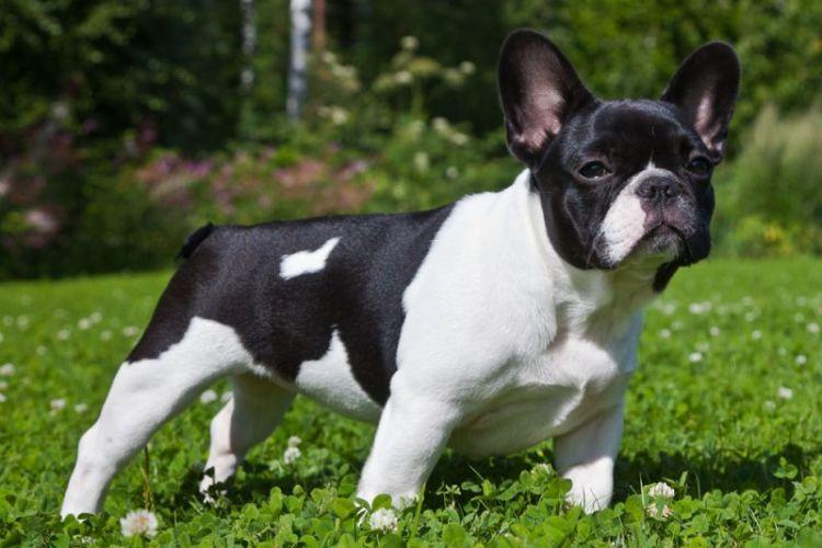 Французский бульдог: описание, характер и уход