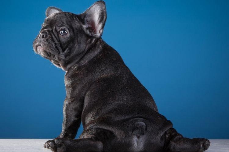 Характер - Французский бульдог