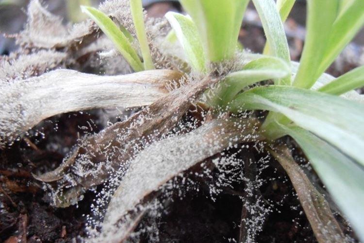 Преимущества фунгицида Фундазол