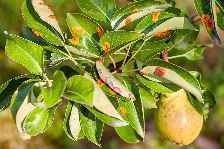 Принцип действия - Фунгицид Хорус инструкция по применению