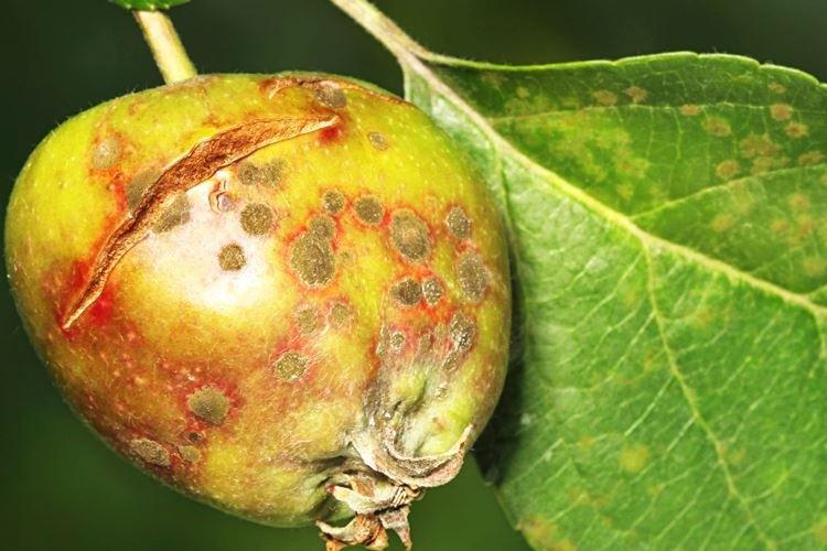 Применение фунгицида Хорус