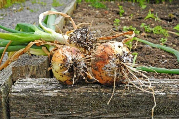 Принцип действия фунгицида Квадрис