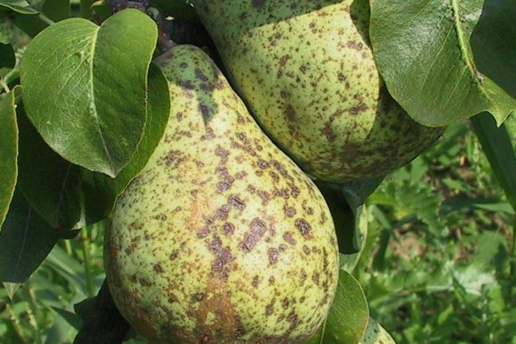 Преимущества фунгицида Скор