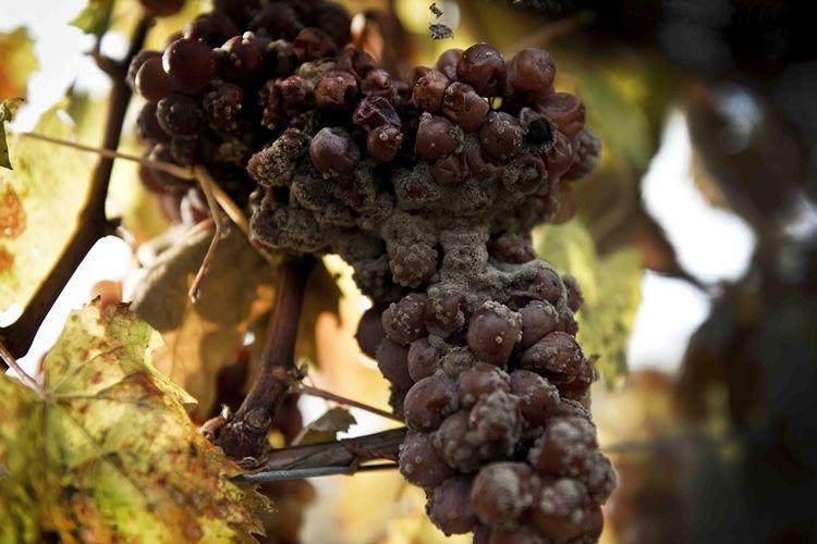 Применение фунгицида Строби