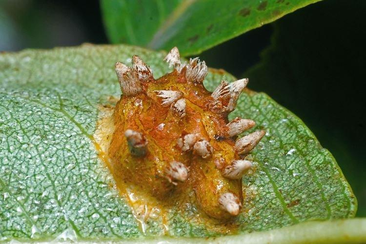 Дозировка фунгицида Строби