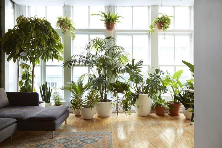 Комнатные растения - Фунгициды для растений