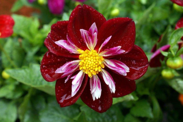 Георгины воротничковые - Виды георгинов